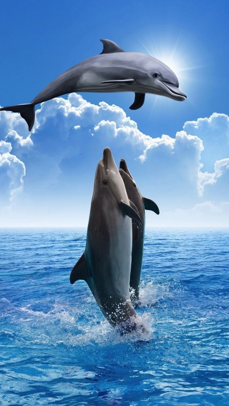 Tapety na Delfin